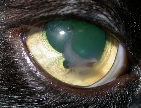 What Causes Eye Mucus In Cats At Rodolfo Jones Blog