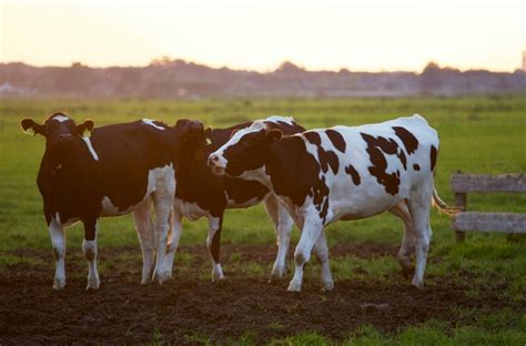 Producción de carne bovina en Chile experto destaca su alta densidad