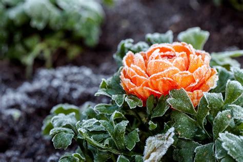 10 Winter Flowers to Brighten Cold-Weather Gardens