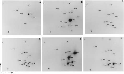 Two Dimensional Tryptic Phosphopeptide Maps Of Deletion Mutants A