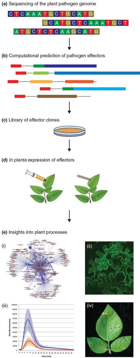 From Pathogen Genomes To Host Plant Processes The Power Of Plant