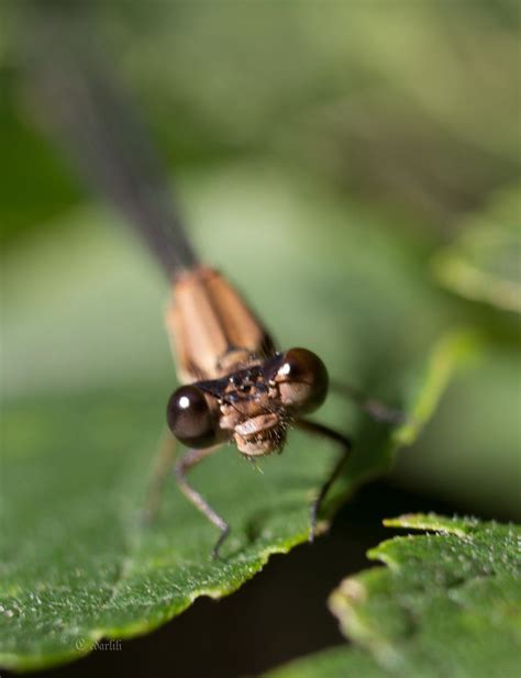 Damselfly Face By Cedarlili On Deviantart