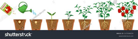 Life Cycle Pepper Plant Growth Stages Stock Vector Royalty Free