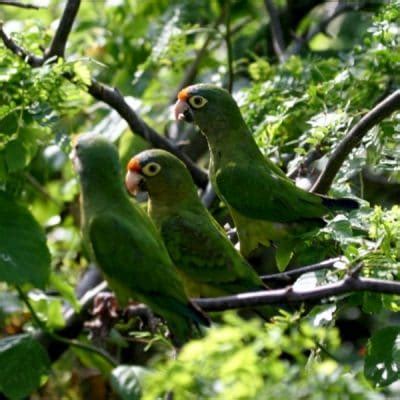 Qué Comen los Pericos Conoce todo sobre su Alimentación