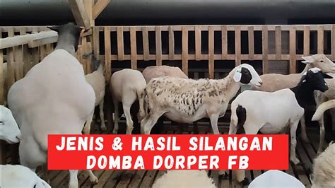 KUNCI SUKSES TERNAK DOMBA DORPERKETAHUI HASIL SILANGANNYA YouTube