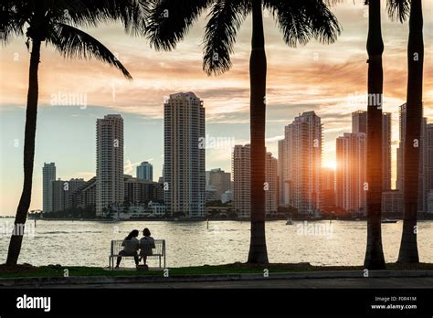 Miami skyline avec palmier Banque de photographies et dimages à haute