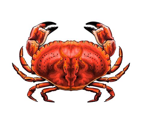 Crab Drawing Realistic