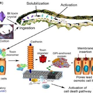 Showing mechanism of mode of action [6] | Download Scientific Diagram