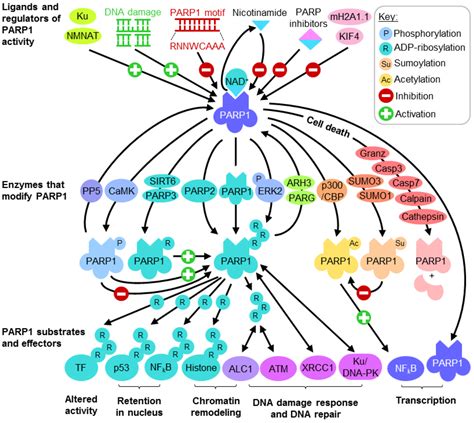 Biomolecules Free Full Text Functional Aspects Of Parp1 In Dna