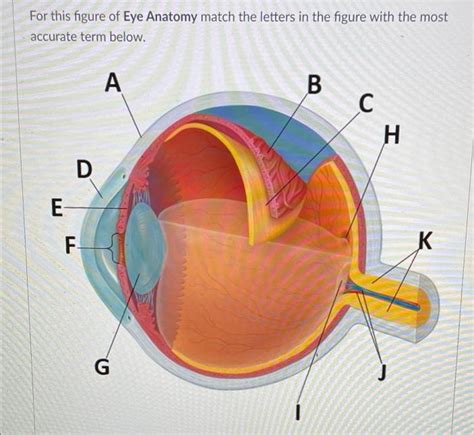 Solved For This Figure Of Eye Anatomy Match The Letters In Chegg