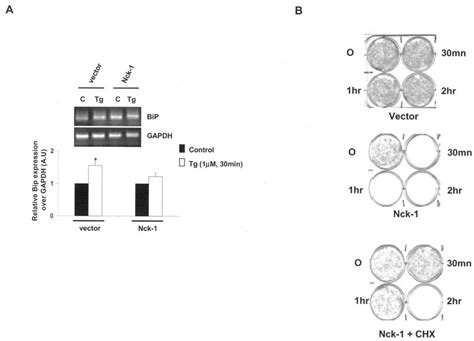 Nck 1 Impairs BiP Induction And Cell Survival In Response To ER Stress