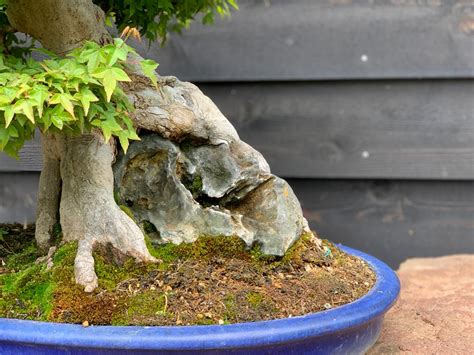 Bonsai Rock Plantings: Understanding the Soil Blend – Tree House Bonsai