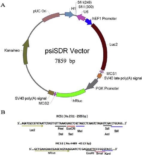 A novel vector system for the rapid screening of effective siRNA target ... 