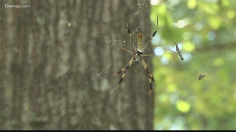 Heres What Experts Think About Invasive Joro Spiders