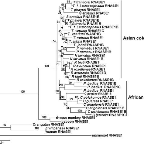 Nj Bootstrap Consensus Phylogenetic Trees Based On Coding Region 468