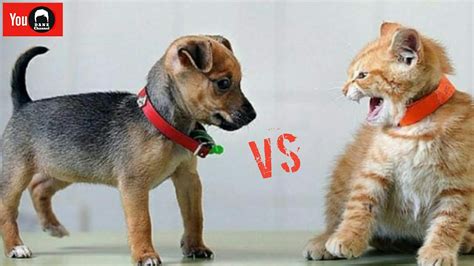 KUCING Vs ANJING Siapa Yang Menang YouTube