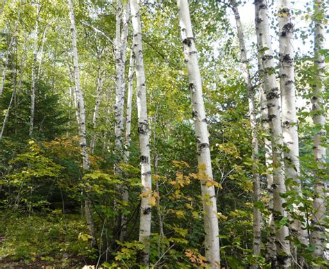 Archived White Birch Betula Papyrifera Forest Resources Of Ontario 2016 Ontario Ca