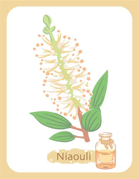 Lhuile Essentielle De Niaouli Une Alli E Naturelle Pour Votre Bien