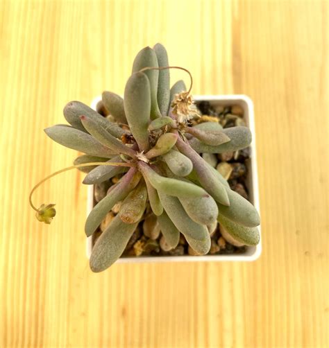 Оттона (Othonna clavifolia) O-1 - купить в интернет-магазине ...