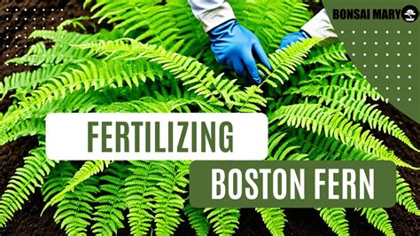 Boston Fern Fertilizing Guide For Lush Growth