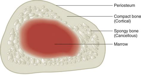 Cancellous Bone Diagram