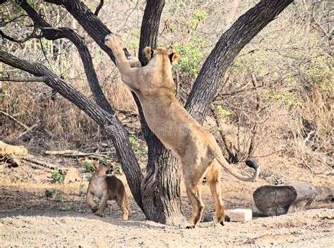 Female Adult Asiatic Lion Lioness Panthera Leo Leo Climbing A