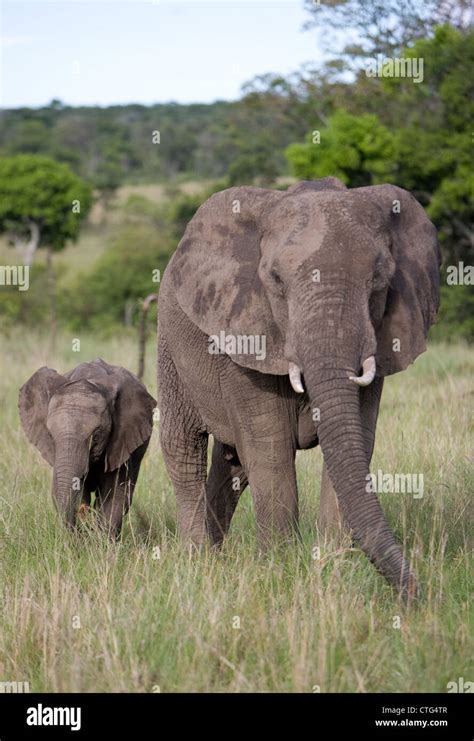 young elephant calf with mother Stock Photo - Alamy