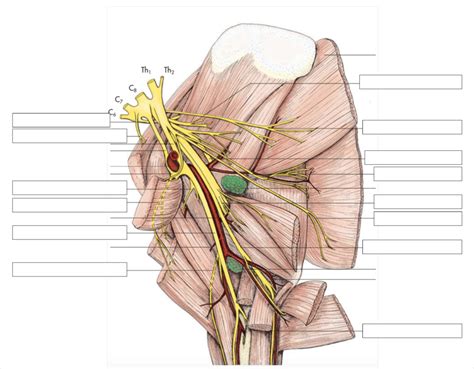 Plexus Brachialis Voorbeen Diagram Quizlet