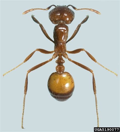 Black Imported Fire Ant Solenopsis Richteri