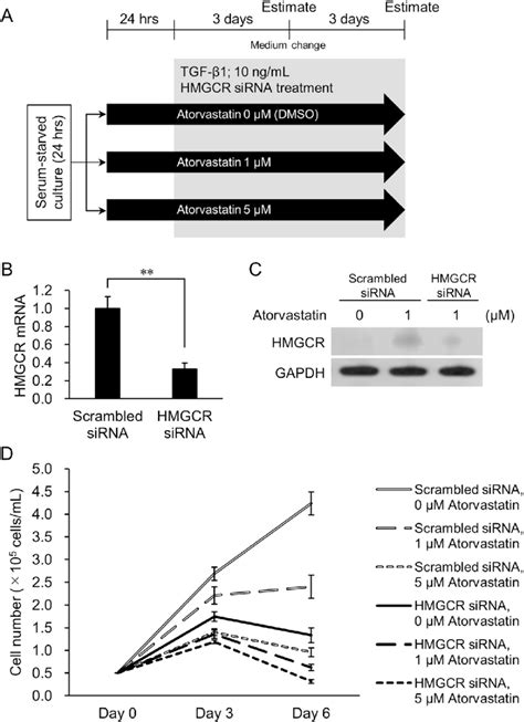 Effect Of Hmgcr Knockdown On Atorvastatin Pretreated And Tgf Induced