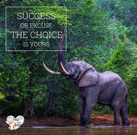 78 Inspirational Quotes With Elephants Microsoftdude