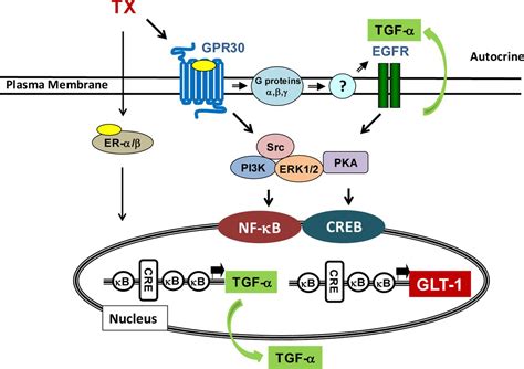 Camp Response Element Binding Protein Creb And Nuclear Factor κb Mediate The Tamoxifen Induced