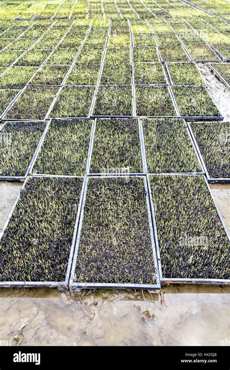 Rice Seedling In Tray Planting Stock Photo Alamy