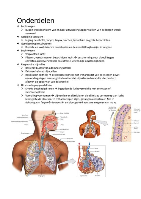 Hoofdstuk Anatomie Van Het Ademhalingsstelsel Onderdelen