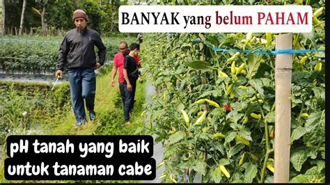 Cara Menanam Cabe Rawit Agar Tumbuh Subur Dan Berbuah Lebat Dengan