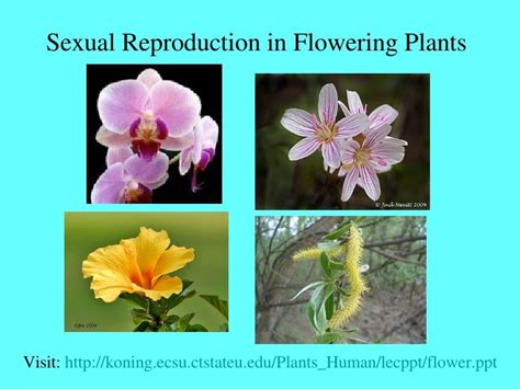 Sexual Reproduction In Flowering Plants