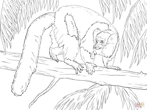 Black And White Ruffed Lemur coloring page | Free Printable Coloring Pages