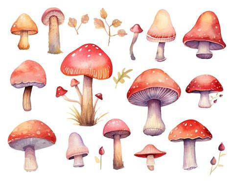 Premium Vector Watercolor Mushrooms Vector Illustration Collection