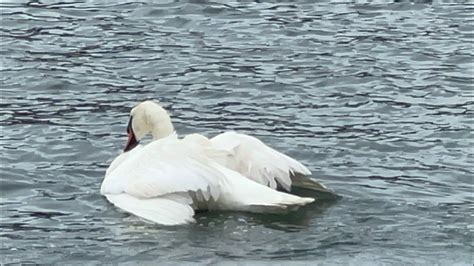 Another Dispute Today Walpole Cob Anglesey Cob Youtube