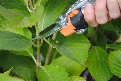 Pruning Hydrangeas in Mild-Climate Zones