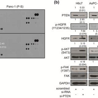 Expressions Of Phosphatase And Tensin Homolog Pten In Human