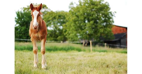 Кога да заплождате кобилката | Български Фермер
