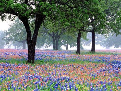 Texasbluebonnetswallpaperoeed Texas Wild Flowers Elizabeth Frey