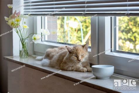 Cat Sleeping On Window Sill Stock Photo Picture And Royalty Free