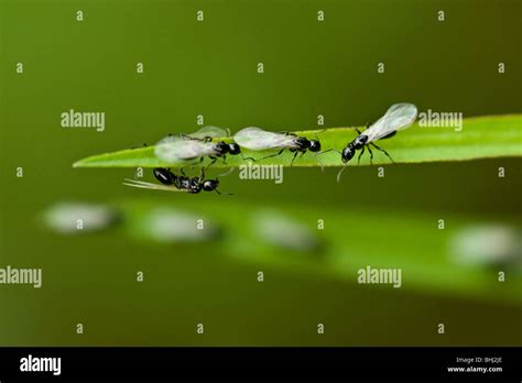 'Flying ants' Male winged drone ants emerging from colony on blade of ...