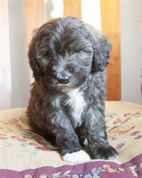 Available Puppies | SoDak Pups, SD Breeder Specializing in Poodle ...