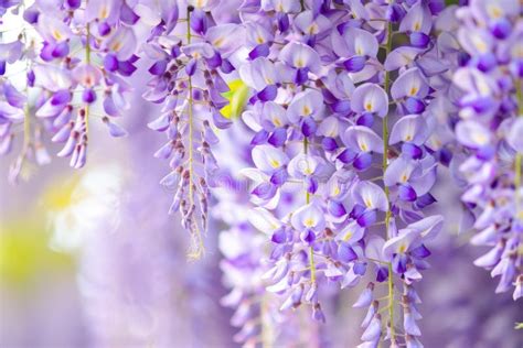 Wisteria Sinensis Closeup Photo Of Japanese Wisteria Flowers Blossom