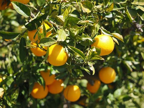 Oranges Fruits Orange Tree Citrus · Free photo on Pixabay