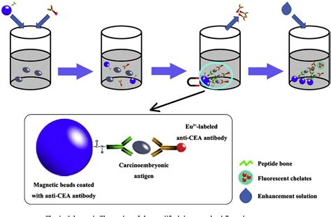 Figure 1 From Development Of An Immunomagnetic Bead Based Time Resolved