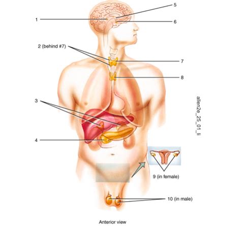 Bio Chpt Diagram Quizlet